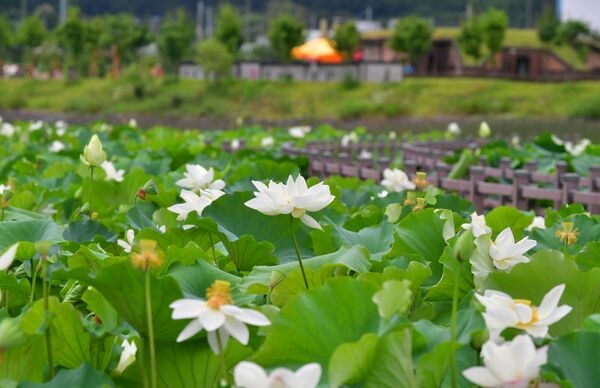 장성군 소식 — 1만 송이 연꽃 장관… 장성군 황룡강 연꽃정원 오세요