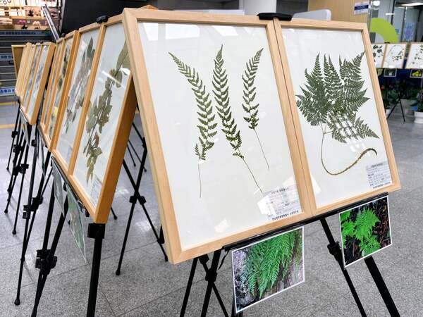 장성군 소식 — 장성군 축령산 자생식물 만난다… 6일까지 표본 전시